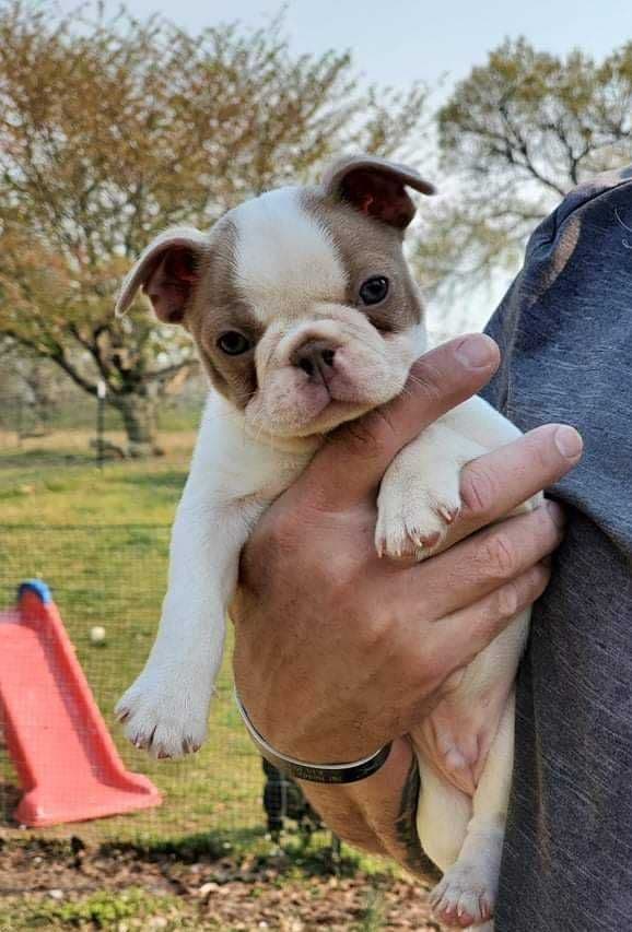 French Bulldog Puppies breeder image 27