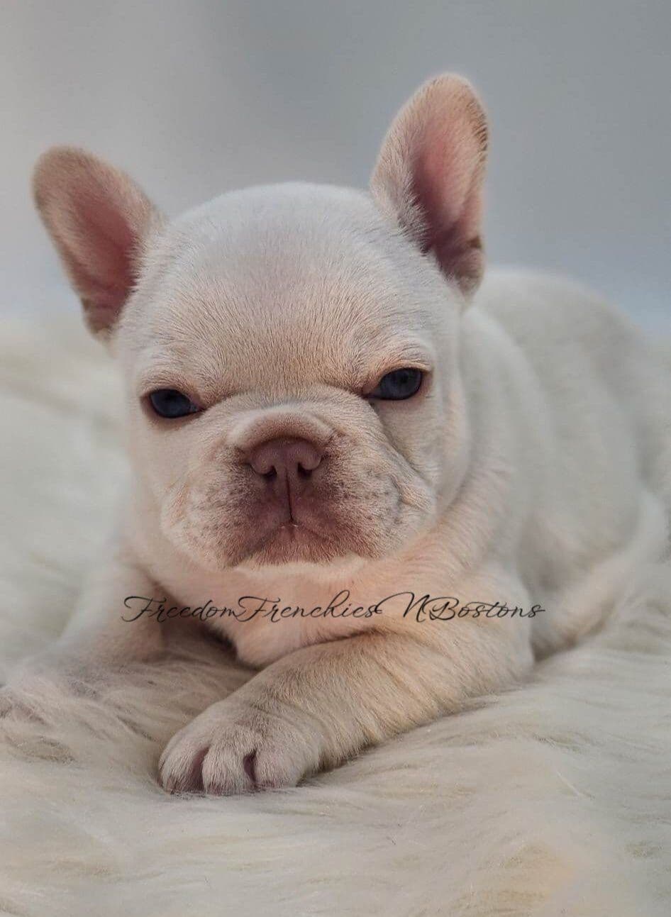 French Bulldog Puppies breeder image 28