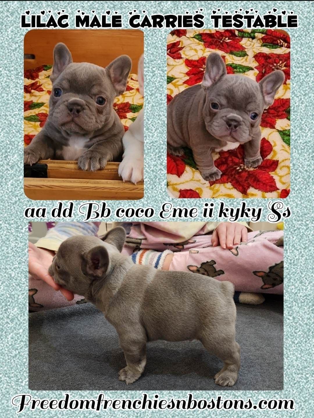 French Bulldog Puppies breeder image 29
