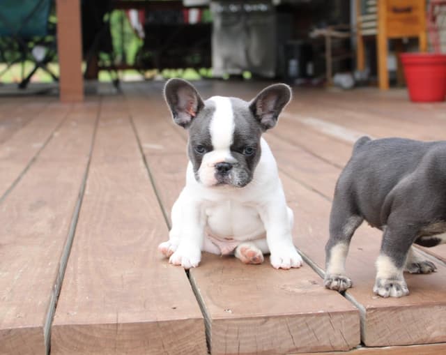 French Bulldog Puppies media 9