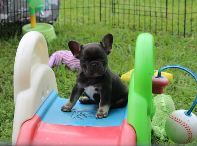 French Bulldog Puppies media 2