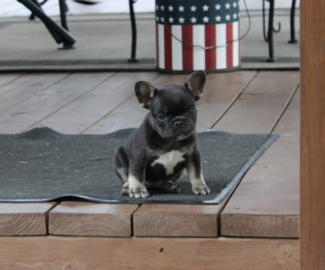French Bulldog Puppies media 8