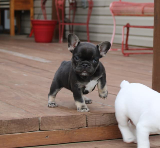 French Bulldog Puppies media 7