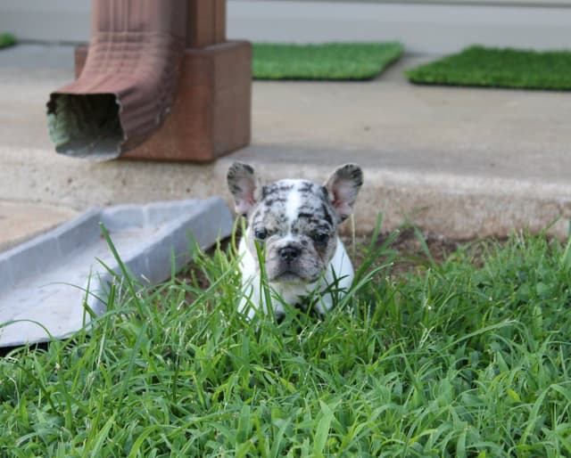 French Bulldog Puppies media 6