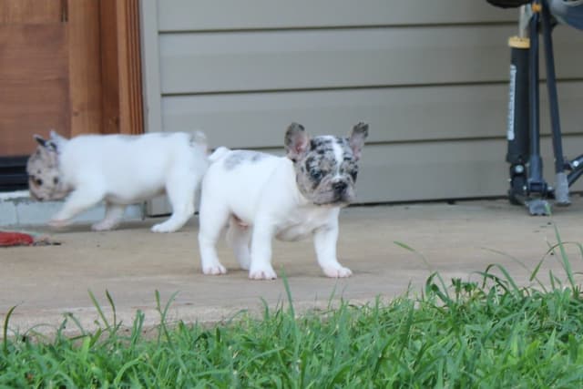 French Bulldog Puppies media 4