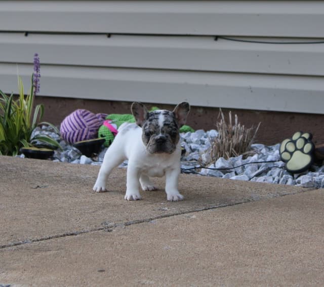 French Bulldog Puppies media 11