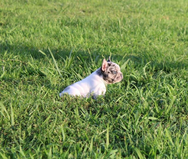 French Bulldog Puppies media 10