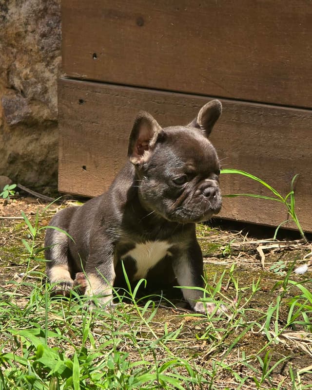 French Bulldog Puppies media 13