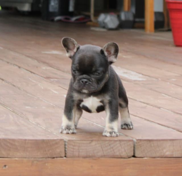 French Bulldog Puppies media 12