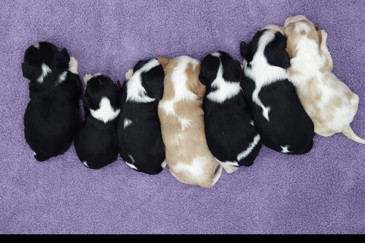 Cavalier King Charles Spaniel Puppies breeder image 1