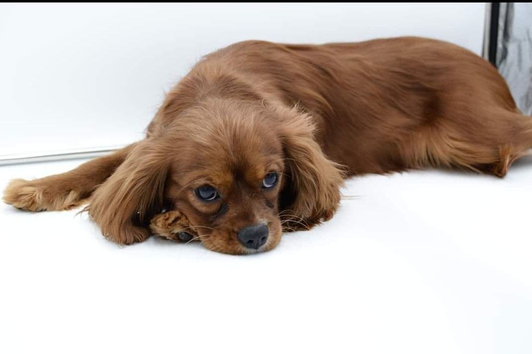 Cavalier King Charles Spaniel Puppies breeder image 2