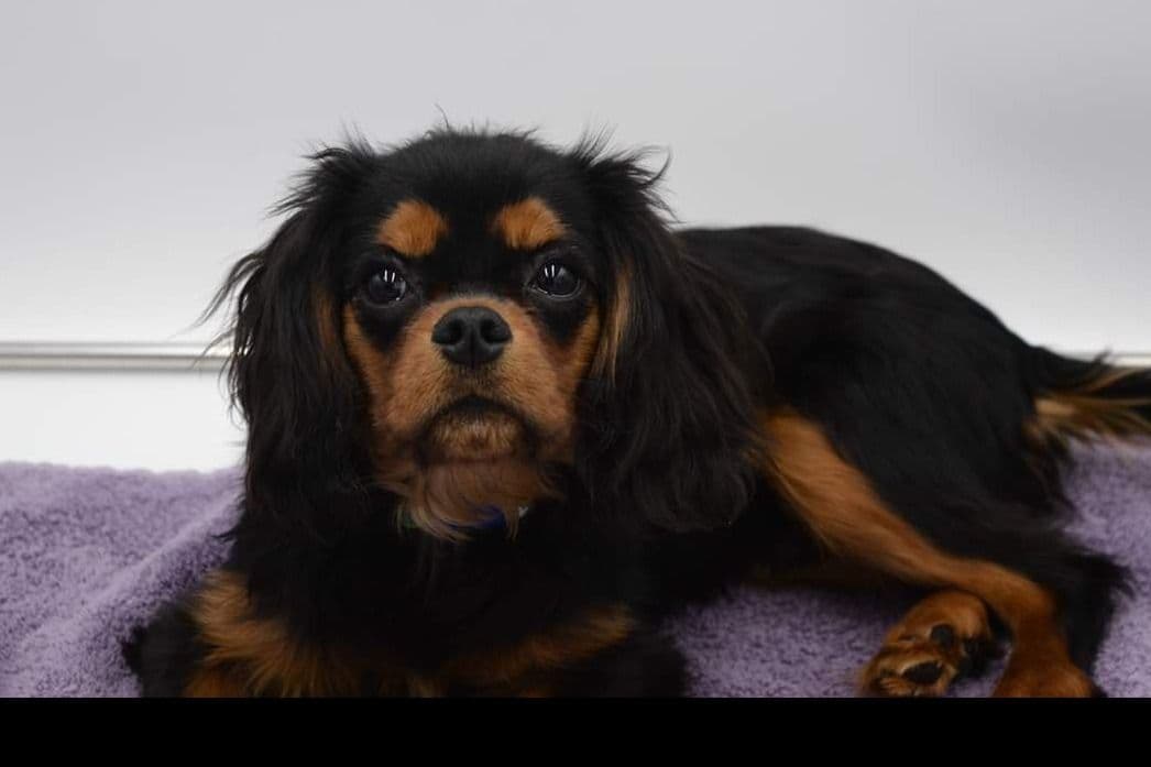 Cavalier King Charles Spaniel Puppies breeder image 3