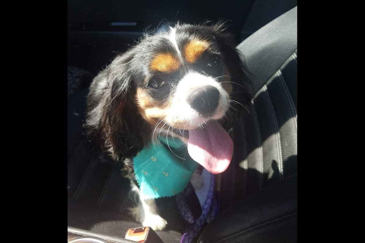 Cavalier King Charles Spaniel Puppies breeder image 4
