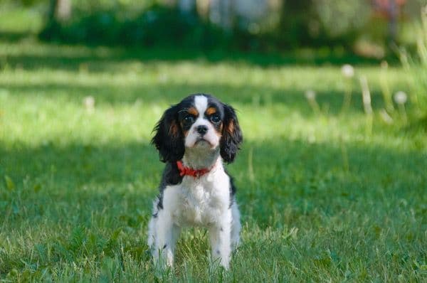 Cavalier King Charles Spaniel Puppies media 3