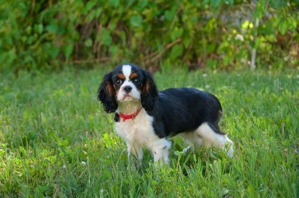 Cavalier King Charles Spaniel Puppies media 2