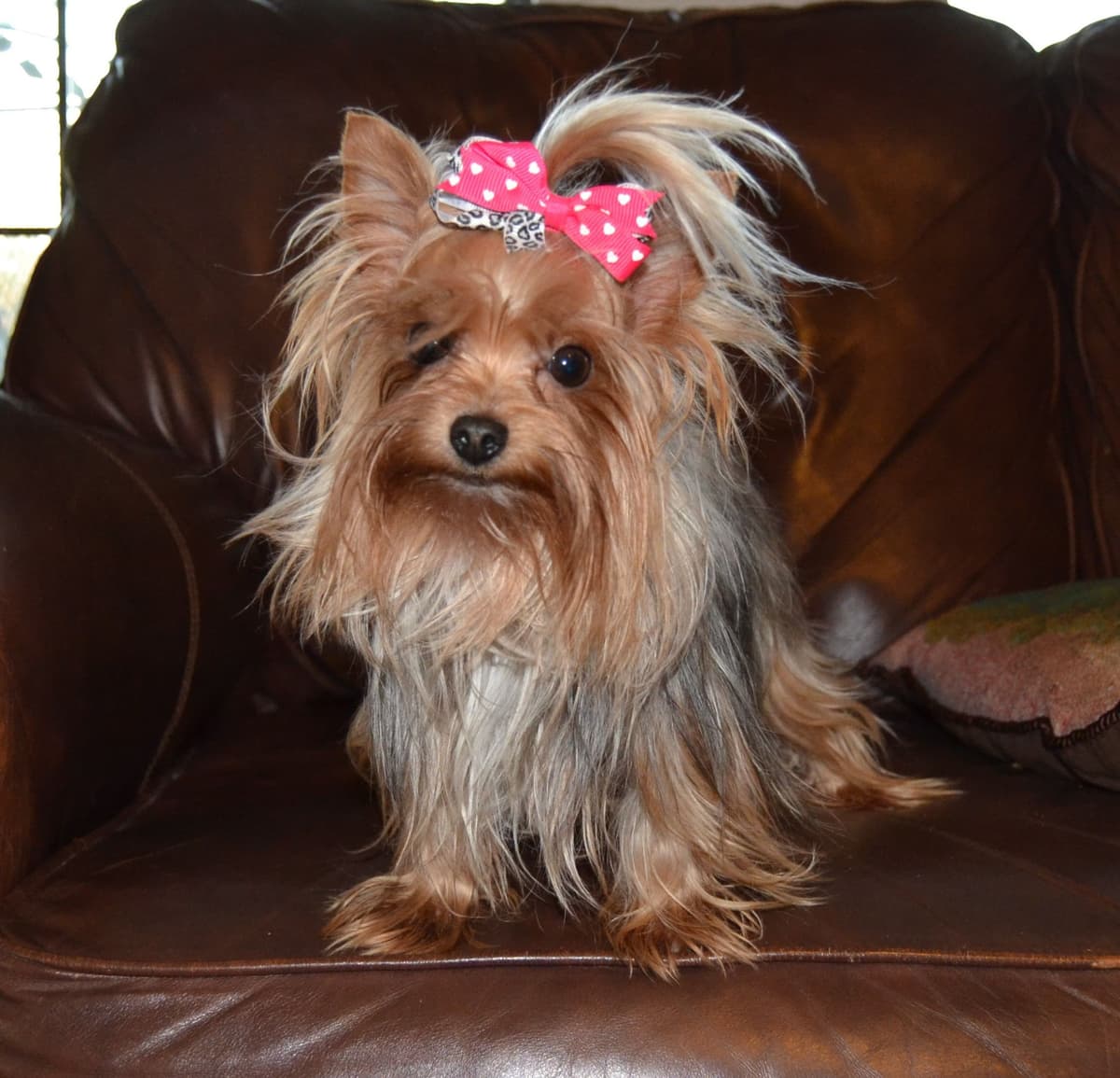 Yorkshire Terrier Puppies by Georgi & Cash breeder image 1