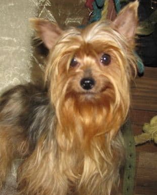 Yorkshire Terrier Puppies by Paisley & Stetson media 2