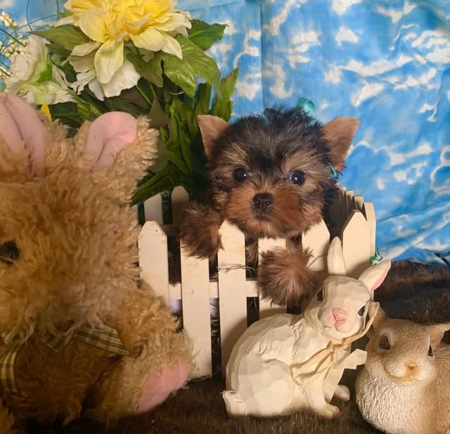 Yorkshire Terrier Puppies by Paisley & Stetson media 4