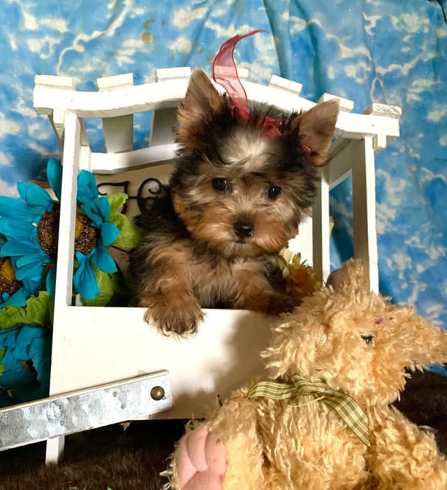 Yorkshire Terrier Puppies by Georgi & Cash media 2