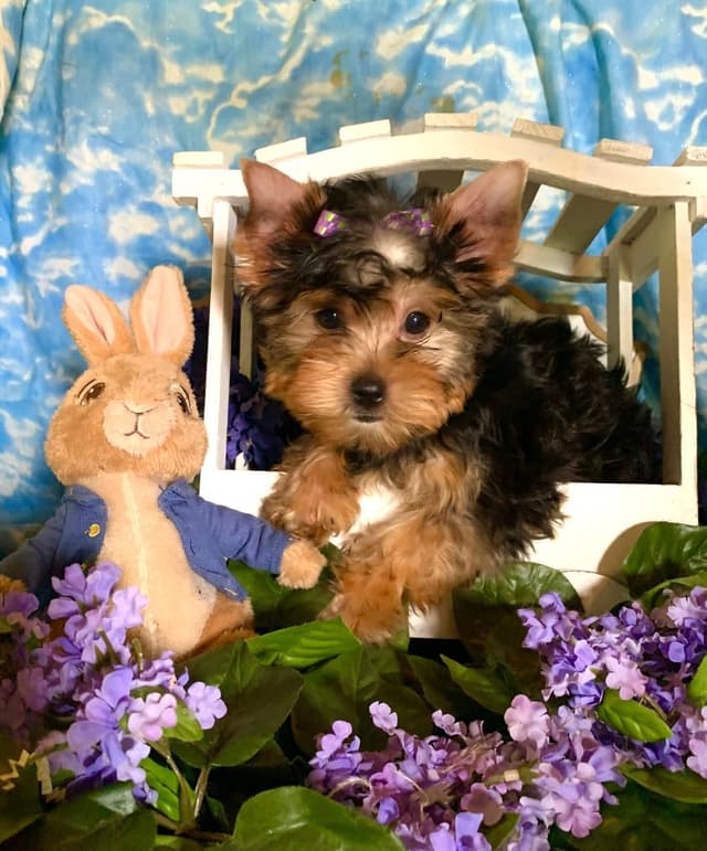Yorkshire Terrier Puppies by Georgi & Cash media 3
