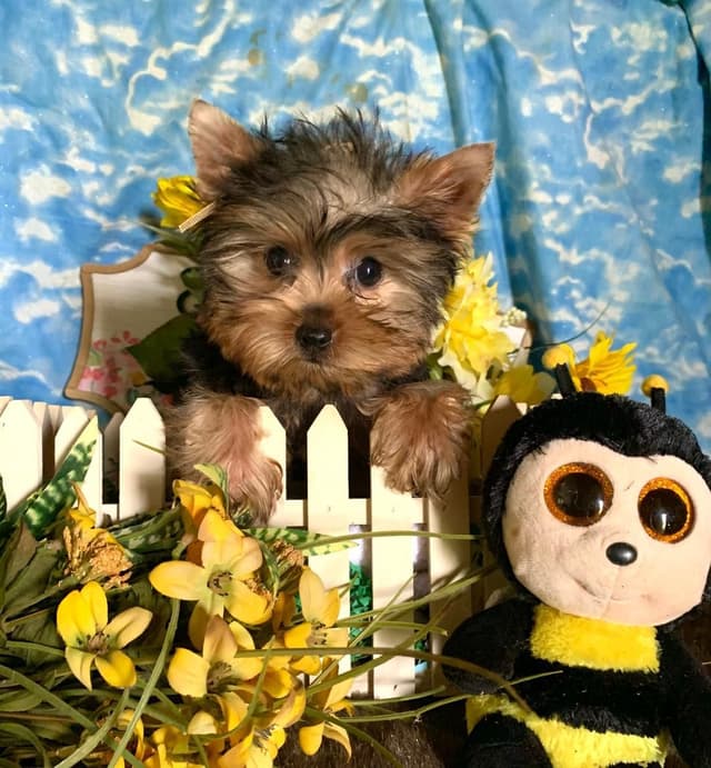 Yorkshire Terrier Puppies by Georgi & Cash media 4