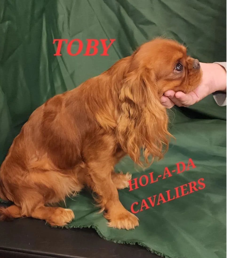 Cavalier King Charles Spaniel Puppies breeder image 2