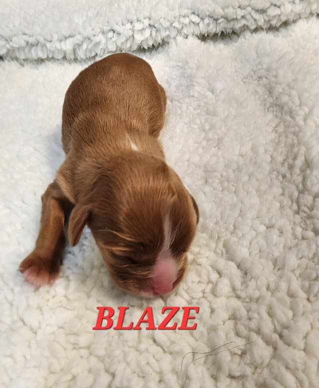 Cavalier King Charles Spaniel Puppies media 2
