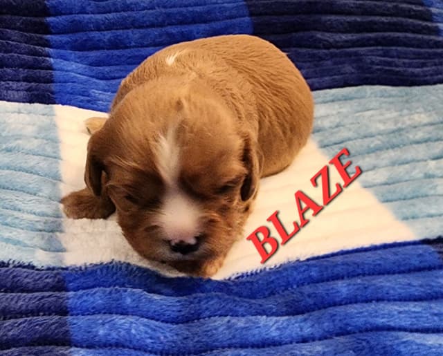 Cavalier King Charles Spaniel Puppies media 4