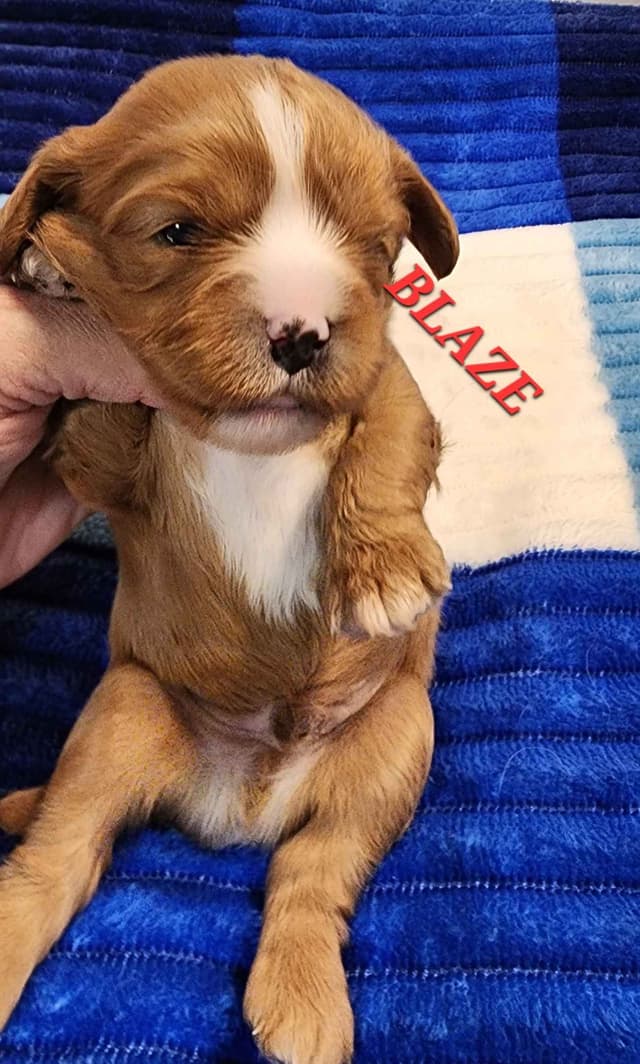 Cavalier King Charles Spaniel Puppies media 5