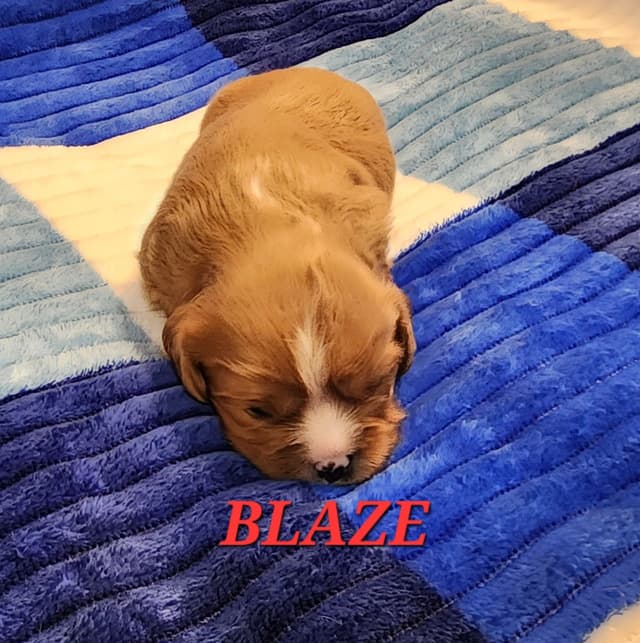 Cavalier King Charles Spaniel Puppies media 6