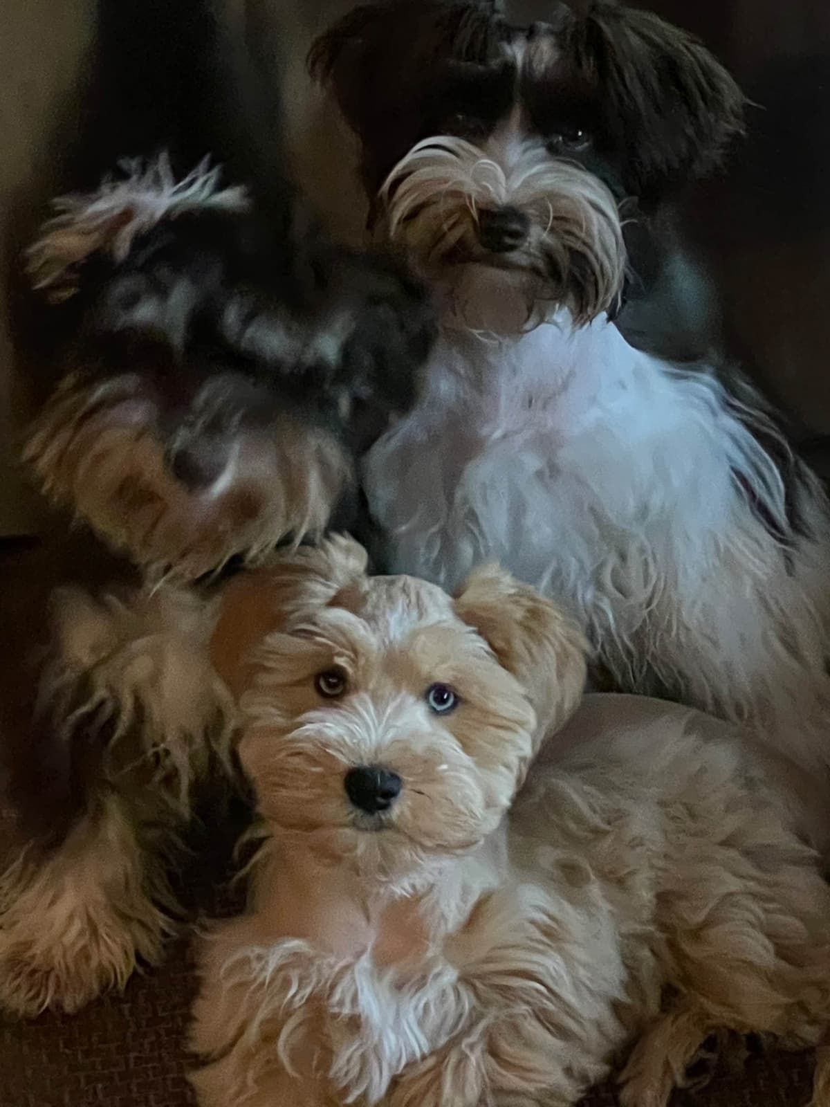 Miniature Schnauzer Puppies breeder image 3