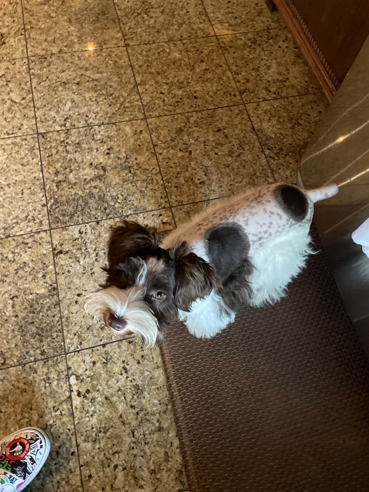Miniature Schnauzer Puppies breeder image 2