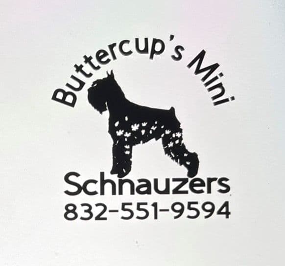 Miniature Schnauzer Puppies breeder image 1