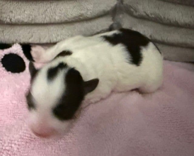 Miniature Schnauzer Puppies media 4