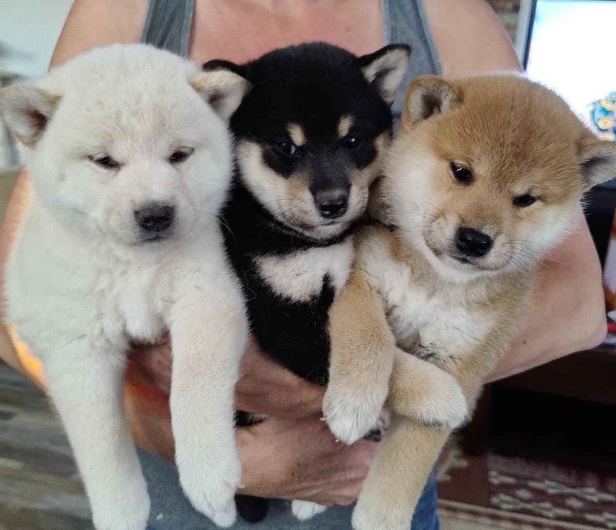 Shiba Inu Puppies breeder image 4