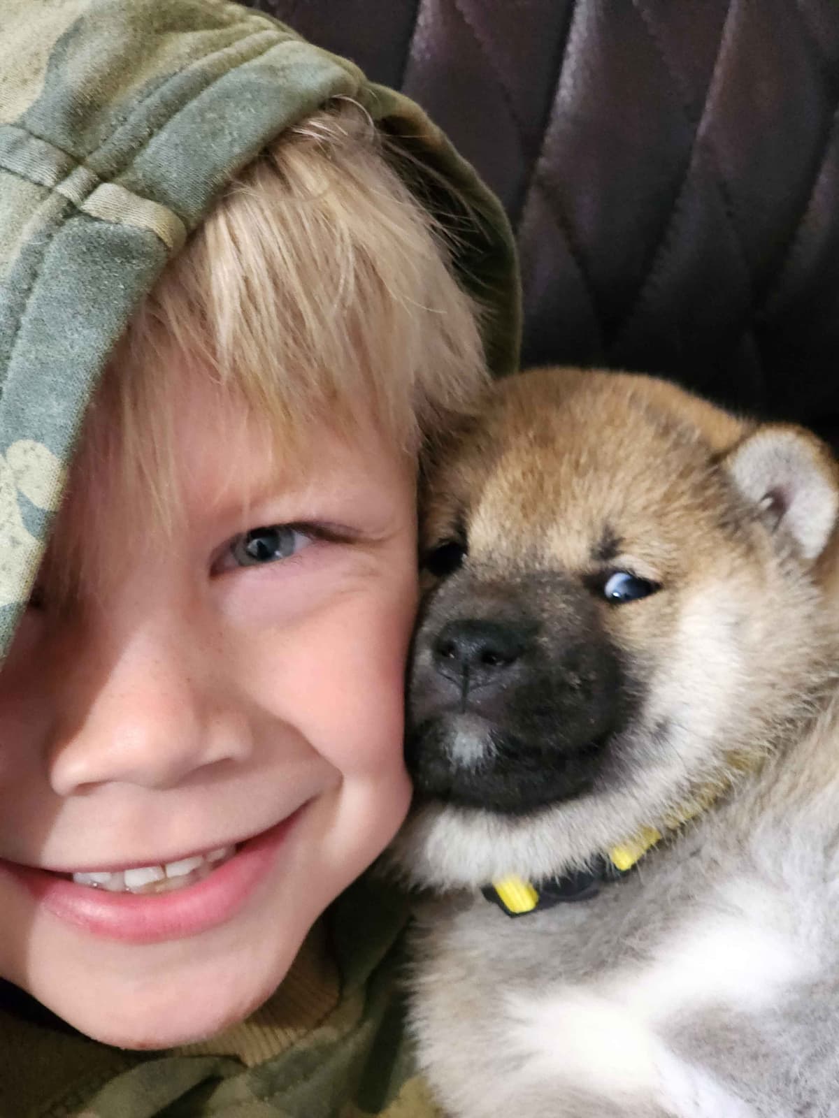 Shiba Inu Puppies breeder image 5