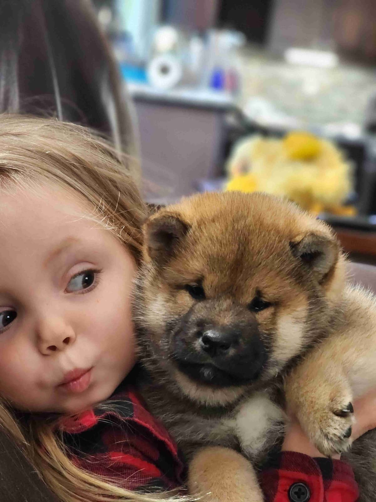 Shiba Inu Puppies breeder image 6