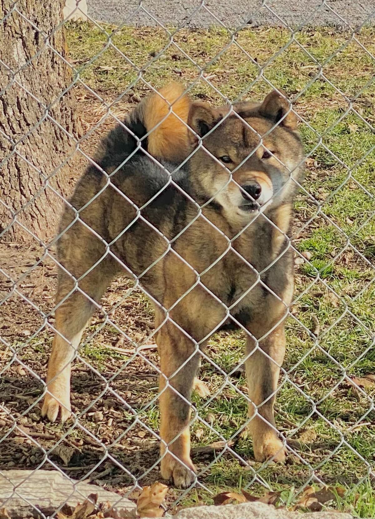 Shiba Inu Puppies breeder image 7