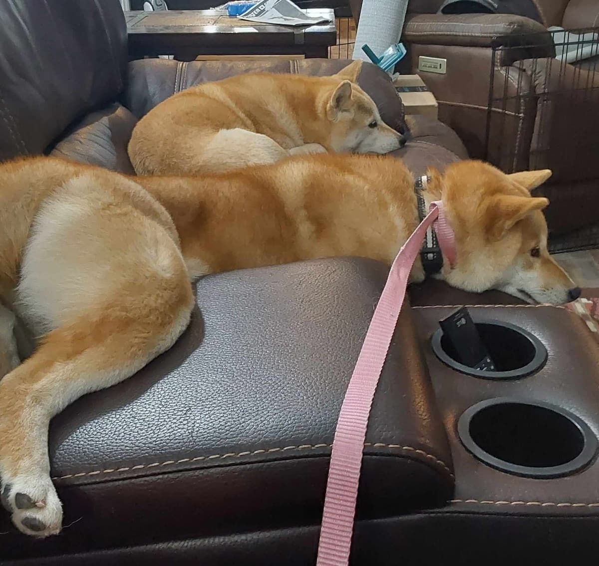 Shiba Inu Puppies breeder image 8