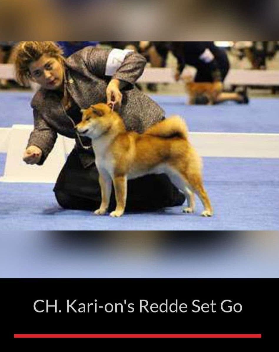Shiba Inu Puppies breeder image 9