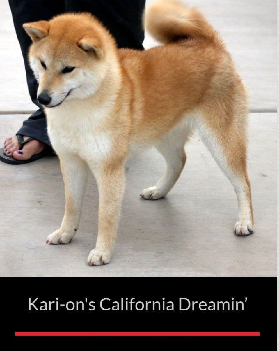 Shiba Inu Puppies breeder image 10