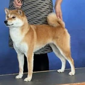 Shiba Inu Puppies breeder image 2