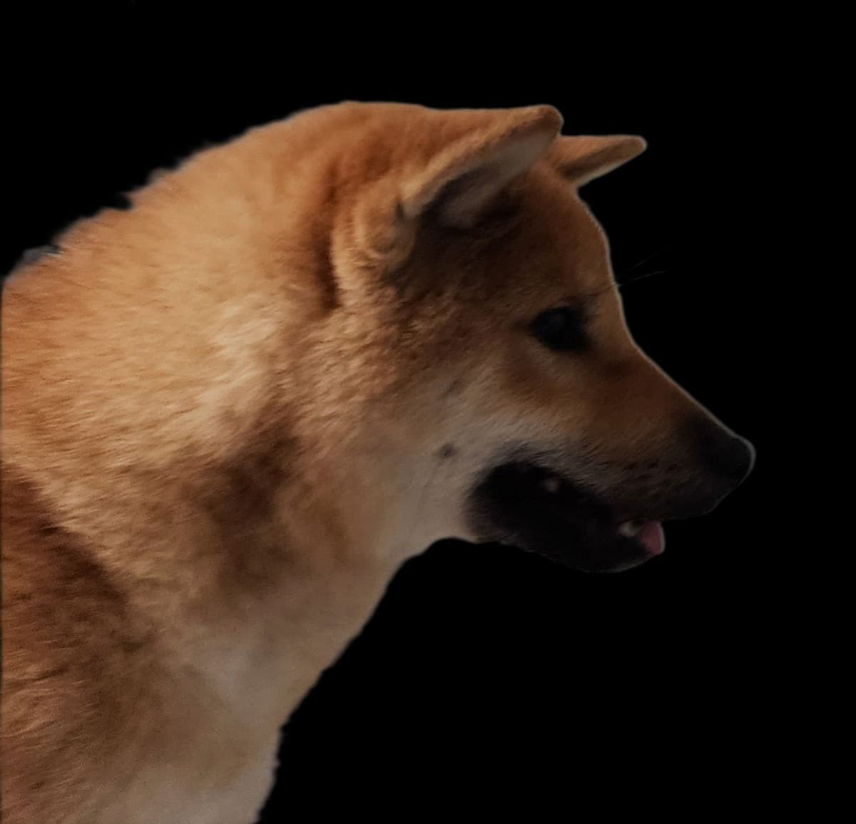 Shiba Inu Puppies breeder image 1
