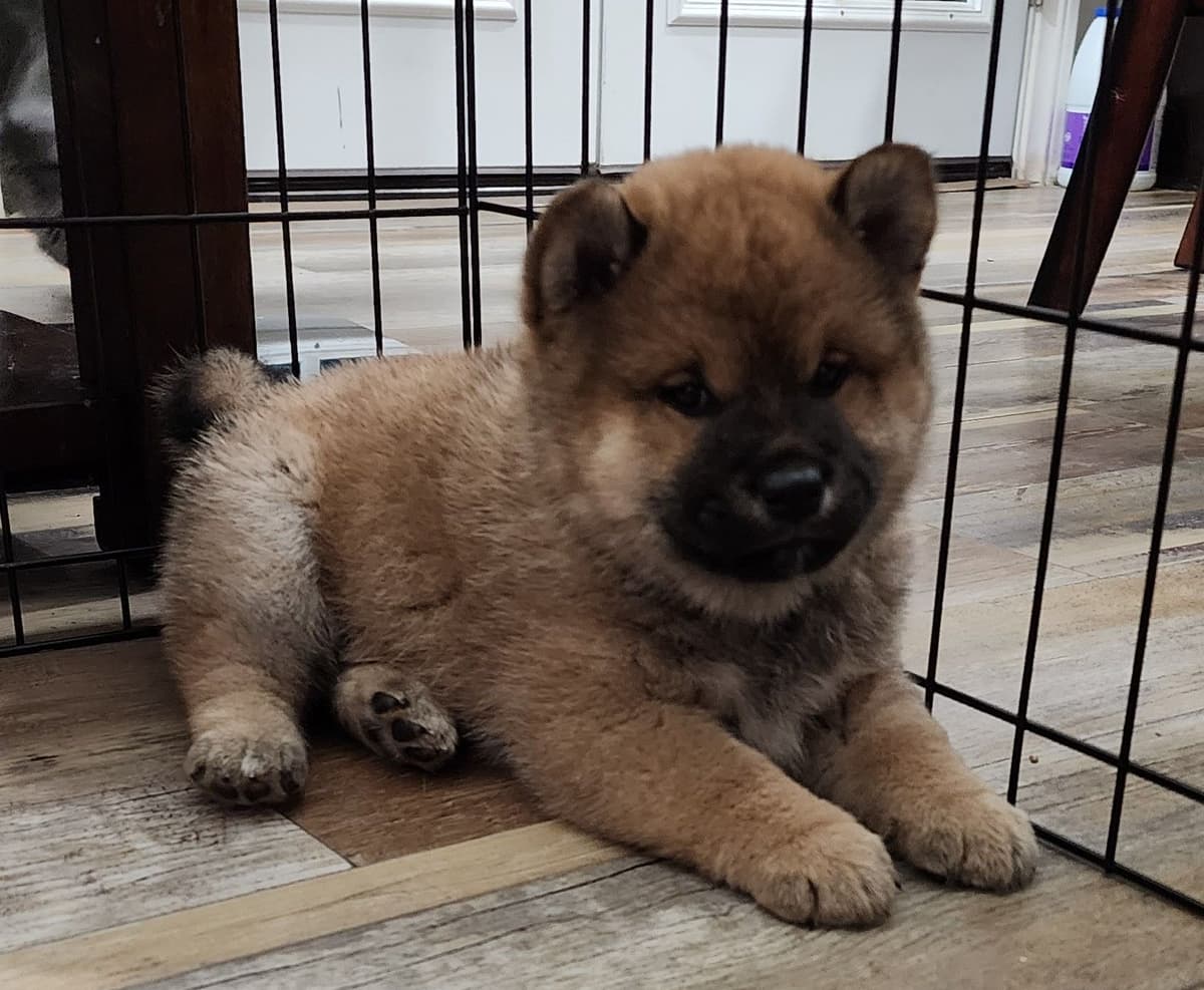Shiba Inu Puppies breeder image 11