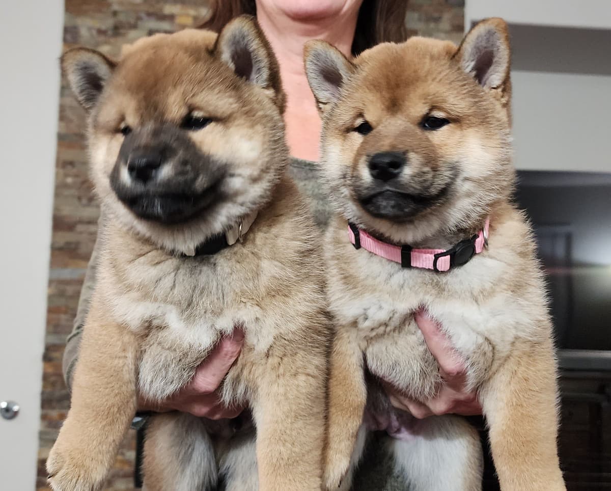 Shiba Inu Puppies breeder image 12