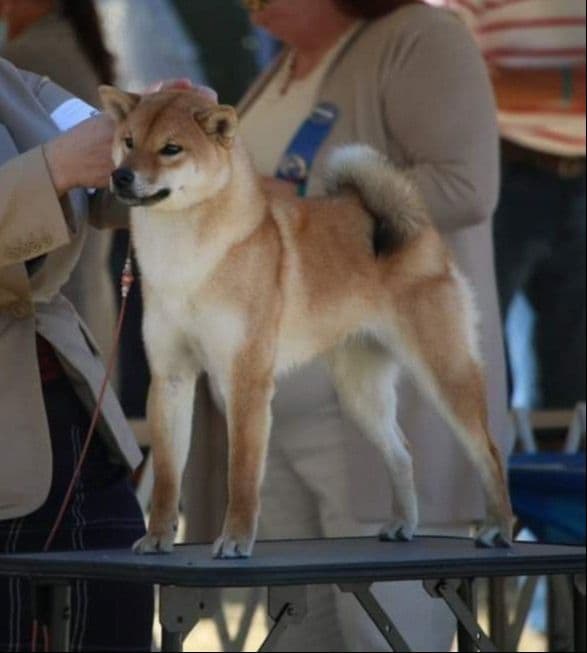 Shiba Inu Puppies breeder image 3