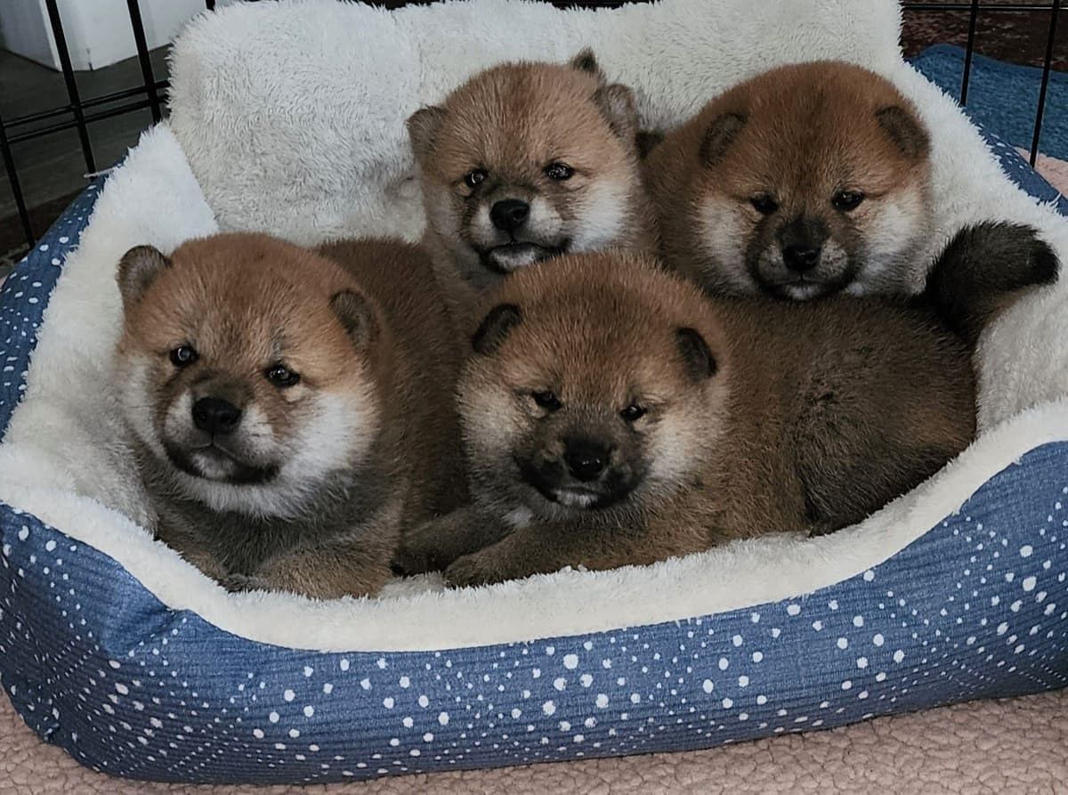 Shiba Inu Puppies breeder image 15