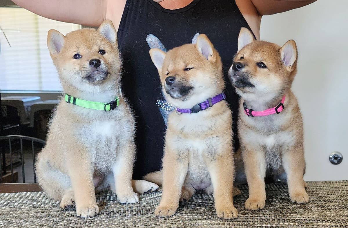 Shiba Inu Puppies breeder image 16
