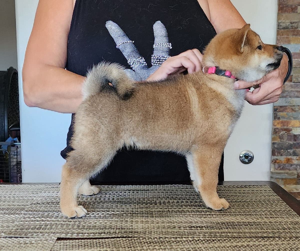 Shiba Inu Puppies breeder image 17