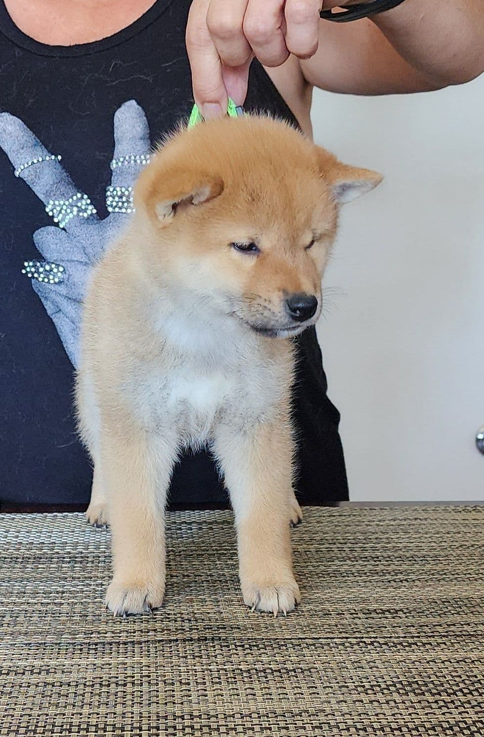 Shiba Inu Puppies breeder image 18